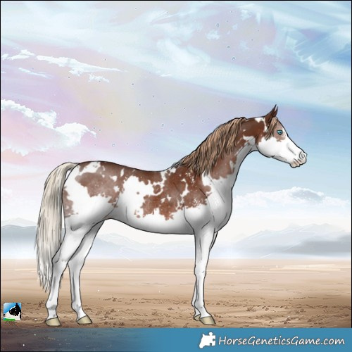 Horse Color:White Spotted Liver Chestnut Sabino Splash Rabicano 