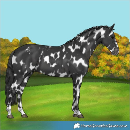 Horse Color:Black Skewed Appaloosa 