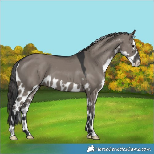 Horse Color:Grullo Skewed Appaloosa 