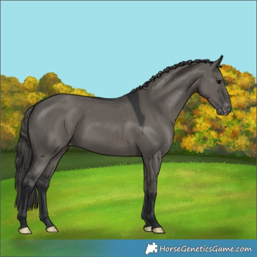 Horse Color:Grullo Skewed Appaloosa 