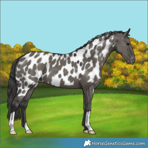 Horse Color:Grullo Skewed Appaloosa 