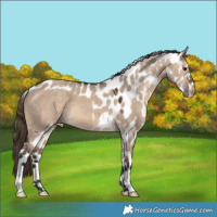 Horse Color:Brown Dun Skewed Appaloosa