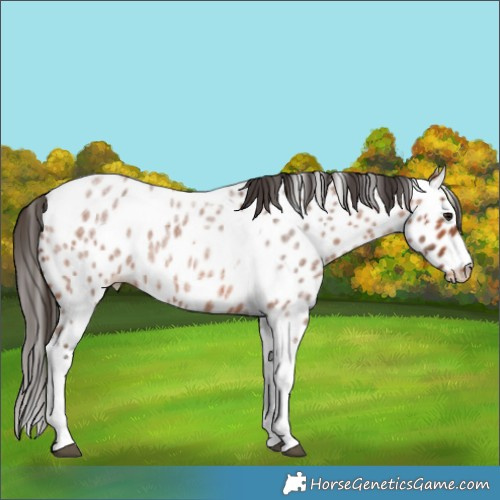 Horse Color:Bay Roan Tobiano Appaloosa 