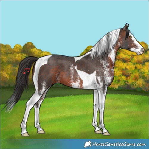 Horse Color:White Spotted Brown Splash Tobiano