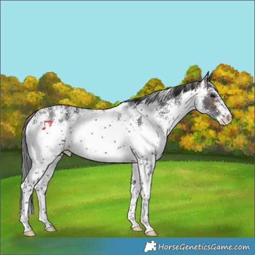 Horse Color:White Spotted Brown Rabicano