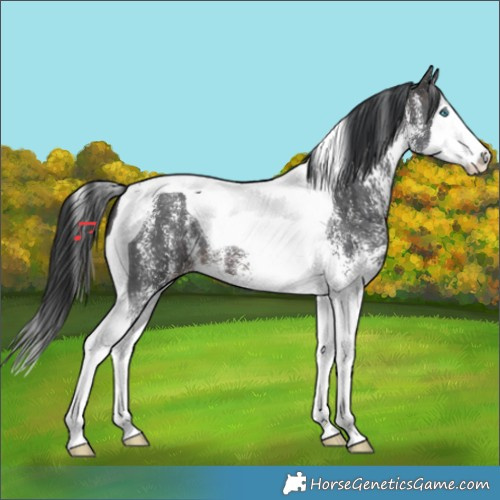 Horse Color:White Spotted Brown Splash Tobiano 