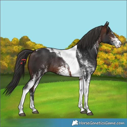 Horse Color:White Spotted Brown Tobiano Rabicano 