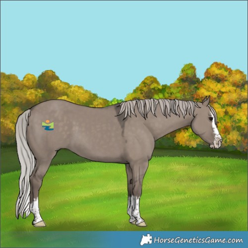 Horse Color:Silver Grullo Splash 