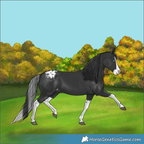 Horse Color:Black Splash Appaloosa 