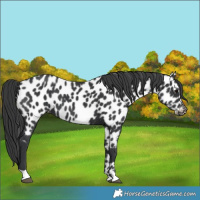 Horse Color:Black Near Leopard