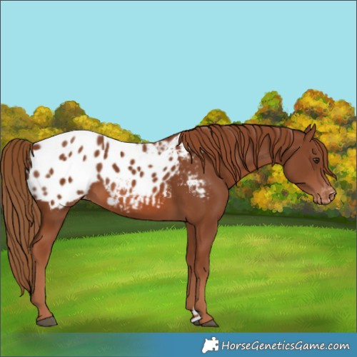Horse Color:Chestnut Blanket 