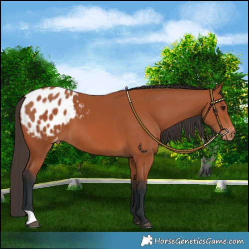 Horse Color:Bay Appaloosa 