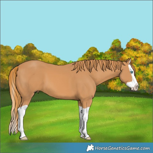 Horse Color:Chestnut Splash 