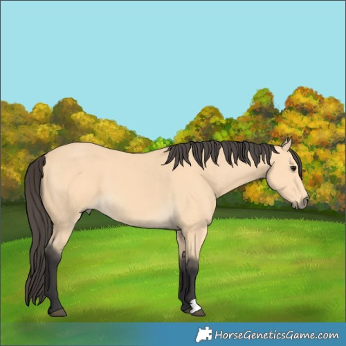 Horse Color:Buckskin 