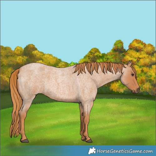 Horse Color:Red Roan 