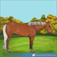 Horse Color:Silver Bay