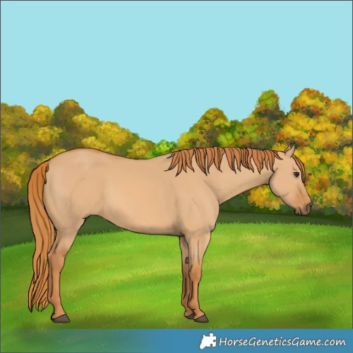 Horse Color:Red Dun 