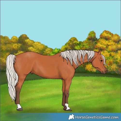 Horse Color:Silver Bay 