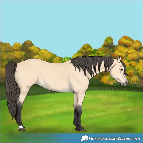 Horse Color:Buckskin