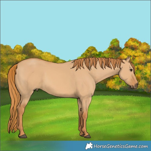 Horse Color:Red Dun 