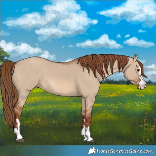 Horse Color:Red Dun
