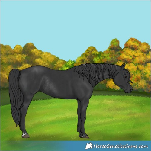 Horse Color:Black  and Black Rabicano 