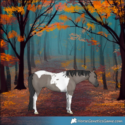 Horse Color:Grullo Tobiano Rabicano 