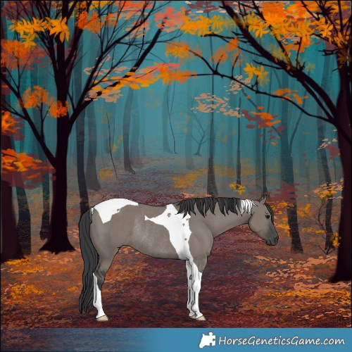 Horse Color:Grullo Tobiano Rabicano 