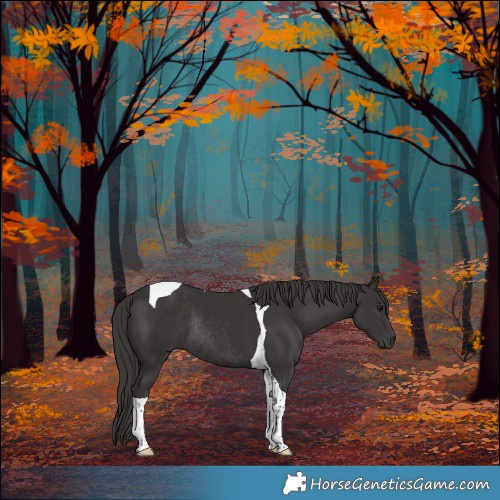Horse Color:Smoky Black Tobiano Rabicano 