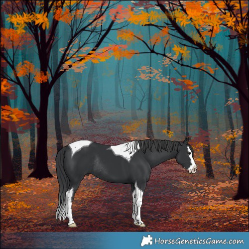 Horse Color:Black Splash Tobiano Rabicano 