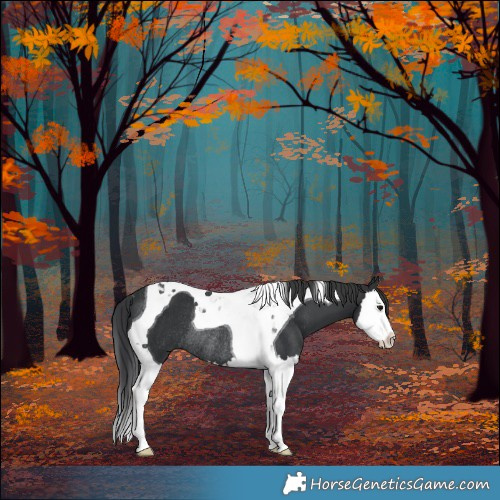 Horse Color:Black Splash Tobiano Rabicano 