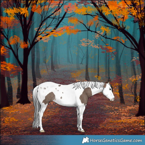 Horse Color:Brown Dun Splash Tobiano Rabicano 