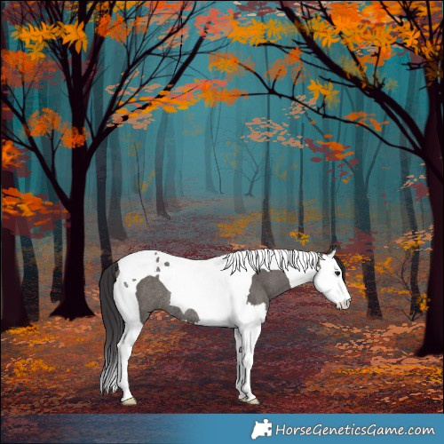 Horse Color:Smoky Grullo Splash Tobiano Rabicano