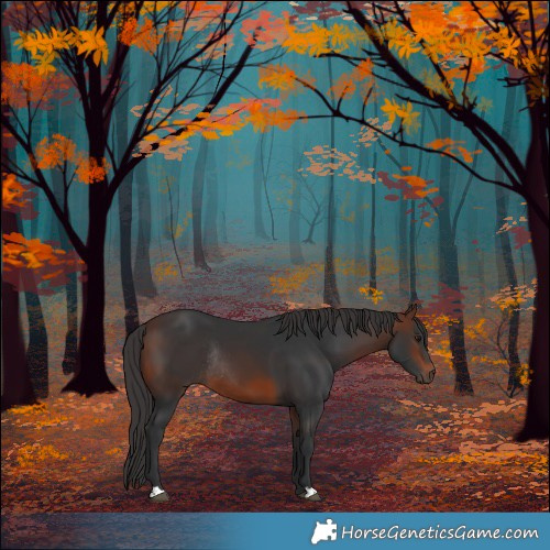 Horse Color:Brown Rabicano 