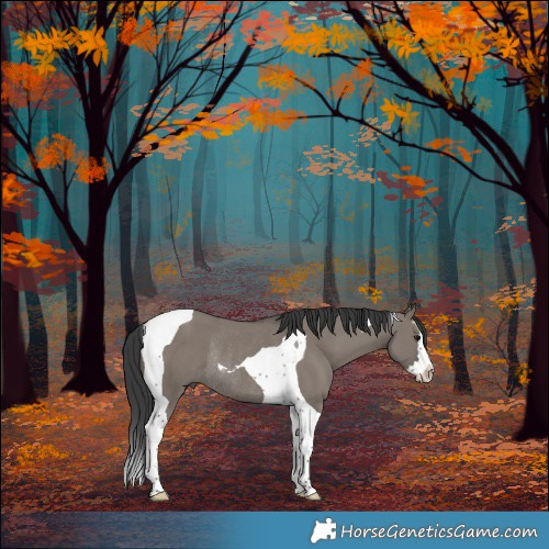 Horse Color:Grullo Splash Tobiano Rabicano 