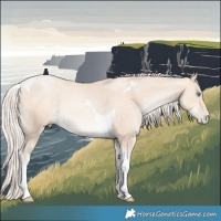 Horse Color:Gold Cream Champagne Pearl Tobiano
