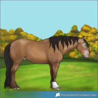 Horse Color:Gray Amber Champagne