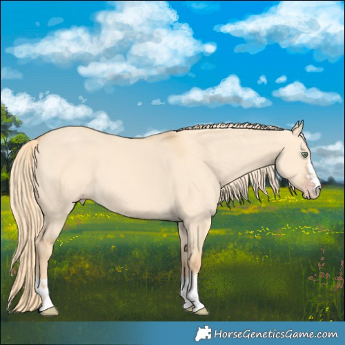 Horse Color:Gold Champagne Dun