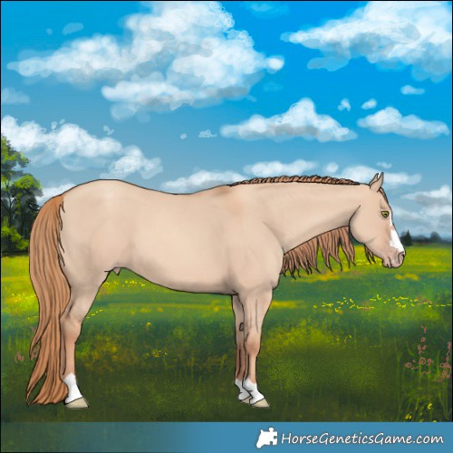 Horse Color:Gold Champagne Dun