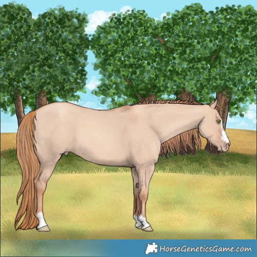 Horse Color:Gold Champagne Dun 