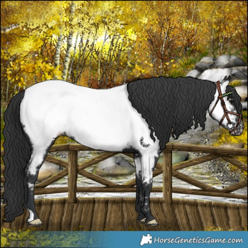 Horse Color:Black Near Fewspot 