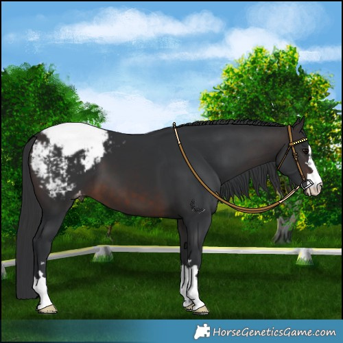 Horse Color:Brown Appaloosa 