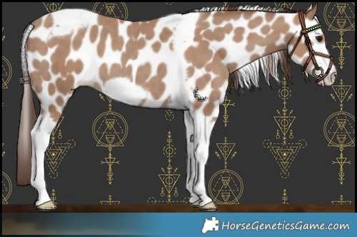 Horse Color:Classic Champagne Tobiano Frame Leopard 
