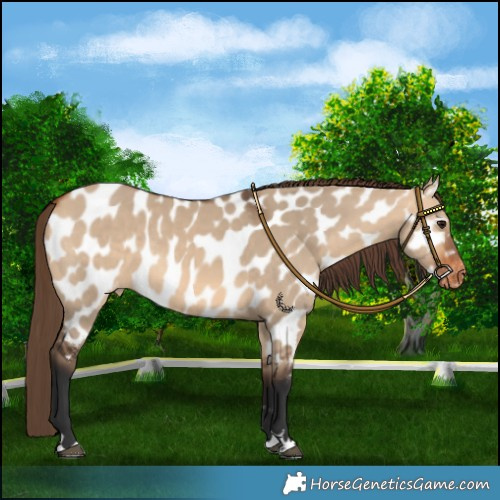 Horse Color:Bay Dun Appaloosa Rabicano 