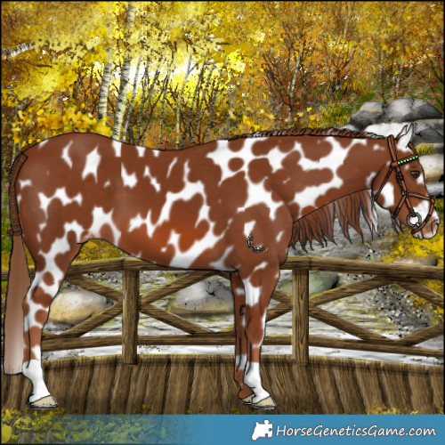 Horse Color:Chestnut Leopard