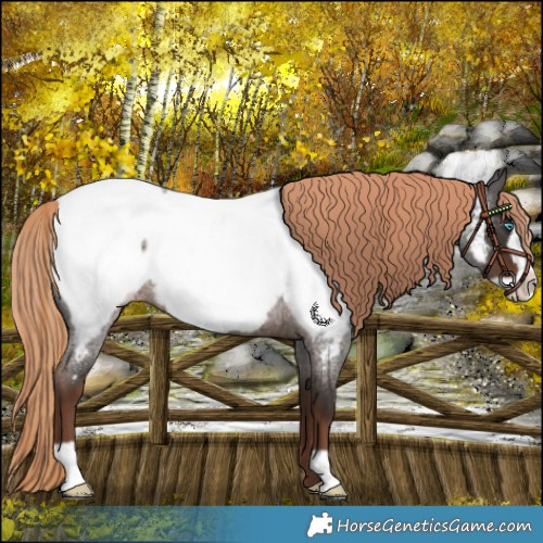 Horse Color:Liver Red Roan Frame Near Fewspot