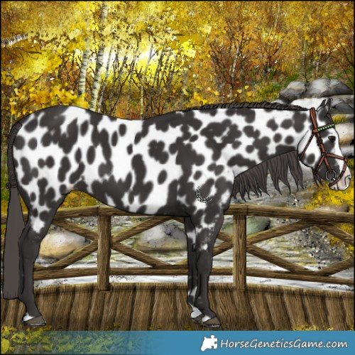 Horse Color:Smoky Black Splash Near Leopard Rabicano 