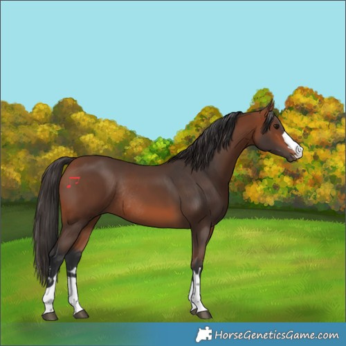 Horse Color:Bay Rabicano  and Bay Rabicano 