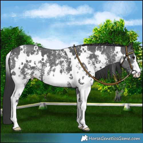 Horse Color:White Spotted Black Sabino 