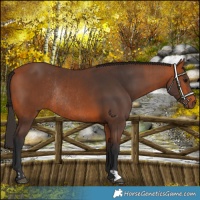 Horse Color:Bay Rabicano and Bay Rabicano